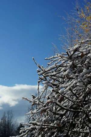 Snow Covered Branches Blue Sky Wallpaper