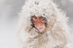 Snow Covered Macaque Monkey Wallpaper
