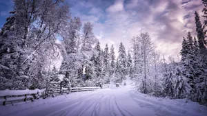Snow-covered Trees In A Magical Winter Wonderland Wallpaper