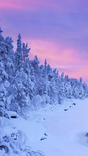 Snow-covered Trees In A Serene Winter Landscape Wallpaper