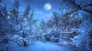 Snow Covered Trees Winter Wallpaper