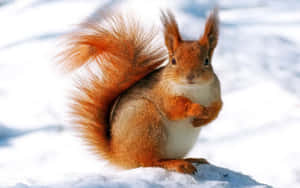 Snow-covered Wildlife In Winter Wonderland Wallpaper