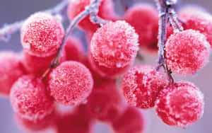 Snow-covered Winter Berries On Branch Wallpaper