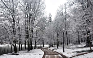 Snow-covered Winter Trees Wallpaper