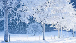 Snow-covered Winter Trees Wallpaper