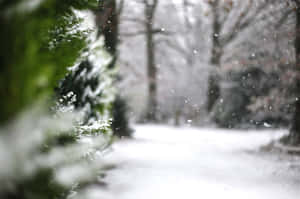 Snow-covered Winter Trees In A Serene Landscape Wallpaper