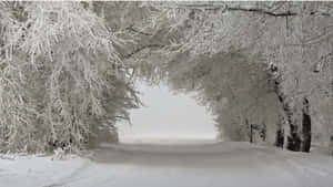 Snow-covered Winter Trees In The Forest Wallpaper