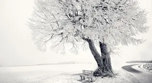 Snow-covered Winter Trees Landscape Wallpaper