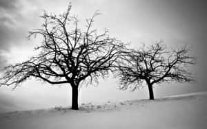 Snow-covered Winter Trees On A Clear Day Wallpaper