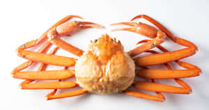 Snow Crab Spreadon White Background Wallpaper