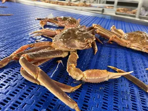 Snow Crabson Blue Mat Wallpaper