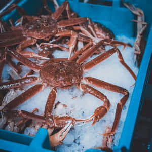 Snow Crabson Ice Wallpaper