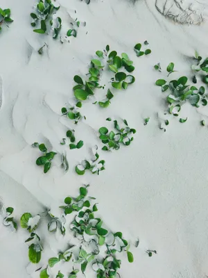 Snow Leaves Iphone Wallpaper