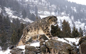 Snow Leopard Against A Rocky Outcropping Wallpaper