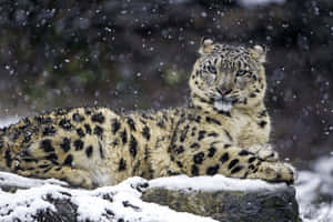 Snow Leopard Bathing In The Sun Wallpaper