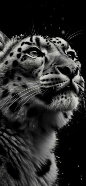 Snow Leopard Close Up Wallpaper