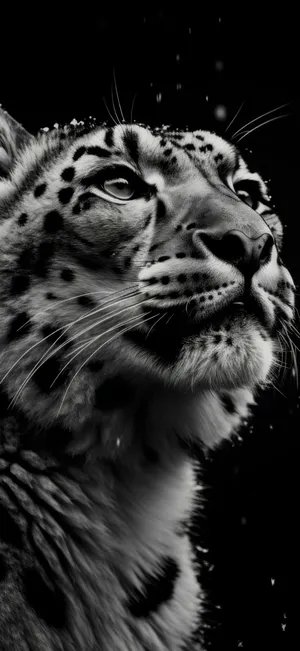 Snow Leopard Close Up Wallpaper