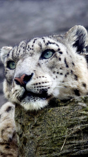 Snow Leopard Iphone 6s Plus Wallpaper