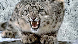 Snow Leopard Wallpapers Wallpaper