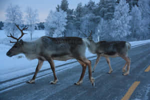 Snow Reindeer Cute Animal Crossing Wallpaper