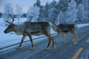 Snow Reindeer Cute Animal Crossing Wallpaper