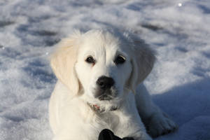 Snow White And The Golden Retriever Puppy Wallpaper