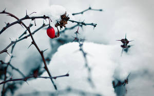 Snow White And The Winter Rose Wallpaper