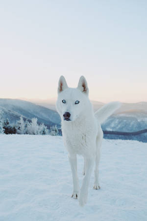 Snow White With Her Loyal Companion; A Friendly Husky Dog In The Winter Snow Wallpaper