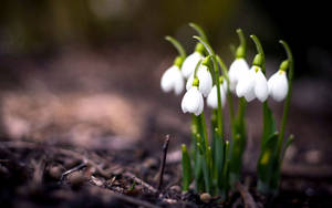 Snowdrop Spring Flowers Wallpaper