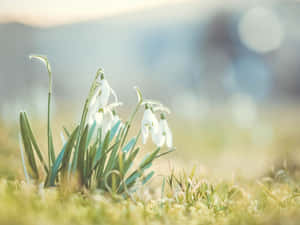 Snowdrops In The Grass Wallpaper