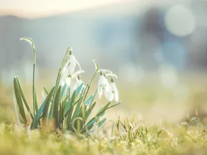 Snowdrops In The Grass Wallpaper