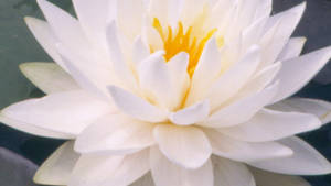 Snowflake Water Lily Wallpaper