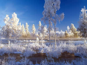 Snowstorm Sweeps Through A Serene Forest Wallpaper