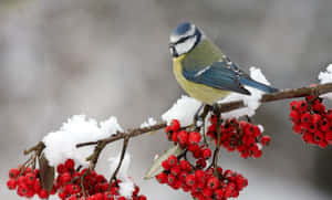 Snowy Bird Perching On A Branch Wallpaper