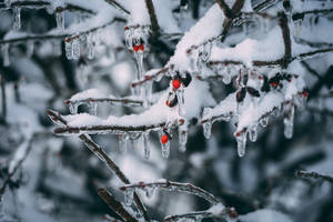 Snowy Christmas Ice Wallpaper