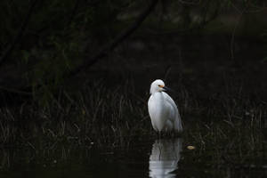 Snowy Egret Bird Awesome Animal Wallpaper