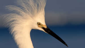 Snowy Egret Portrait Wallpaper