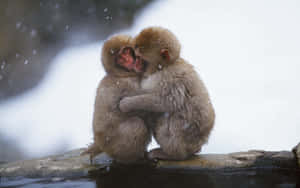 Snowy_ Embrace_ Macaques Wallpaper