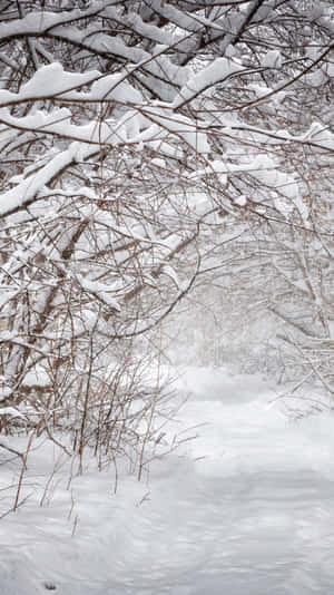 Snowy Forest Path Winter Scene.jpg Wallpaper