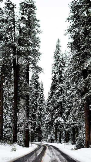 Snowy_ Forest_ Road_ Winter_ Scene.jpg Wallpaper