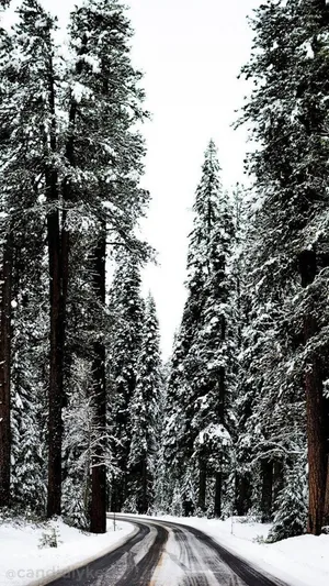 Snowy_ Forest_ Road_ Winter_ Scene.jpg Wallpaper