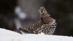 Snowy Grouse Wildlife Scene Wallpaper