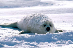 Snowy Harp Seal Pup Wallpaper