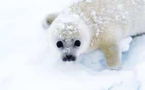 Snowy Harp Seal Pup Wallpaper