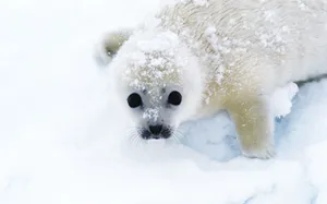 Snowy Harp Seal Pup Wallpaper