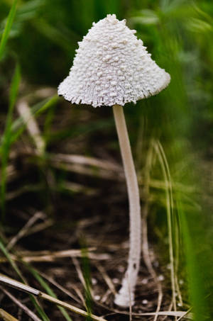 Snowy Inkcap Mushroom Aesthetic Wallpaper