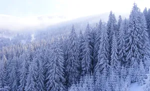 Snowy Landscape With Winter Trees Wallpaper