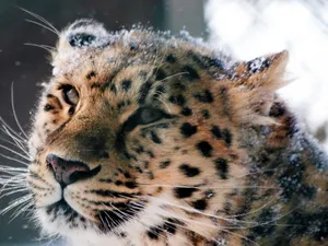 Snowy_ Leopard_ Profile_ Closeup.jpg Wallpaper