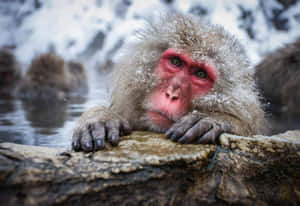 Snowy Macaque Hot Spring Relaxation Wallpaper