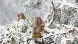 Snowy_ Macaque_ Mother_and_ Child Wallpaper